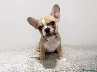 French Bulldog dogs 8 Week Old KC Registered French Bulldog Puppies - Advert 16