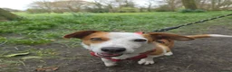 Mixed Breed dogs for adoption: CRETA - FOR ADOPTION - ACTIVE HOME ESSENTIAL  - Advert 9