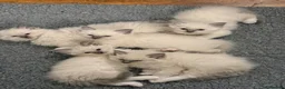Ragdoll cats for sale: Perfect Blue Point Ragdoll kittens. - Advert 19