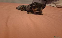 Miniature Dachshund dogs for sale: Miniature dachshund  - Advert 4