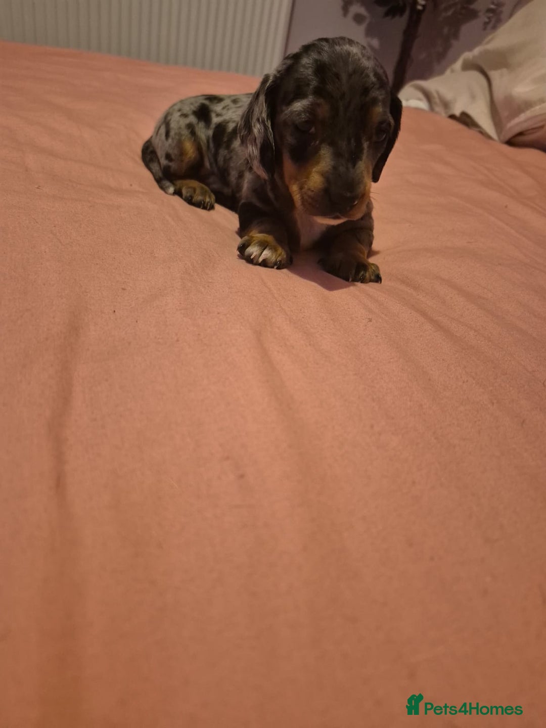Miniature Dachshund dogs for sale: Miniature dachshund  - Advert 4