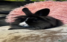 Mixed Breed rabbits for sale: Netherland dwarf and lionhead mixed bunnies - Image 1