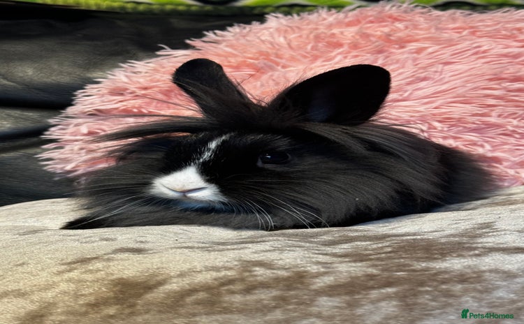 Mixed Breed rabbits - Advert 2