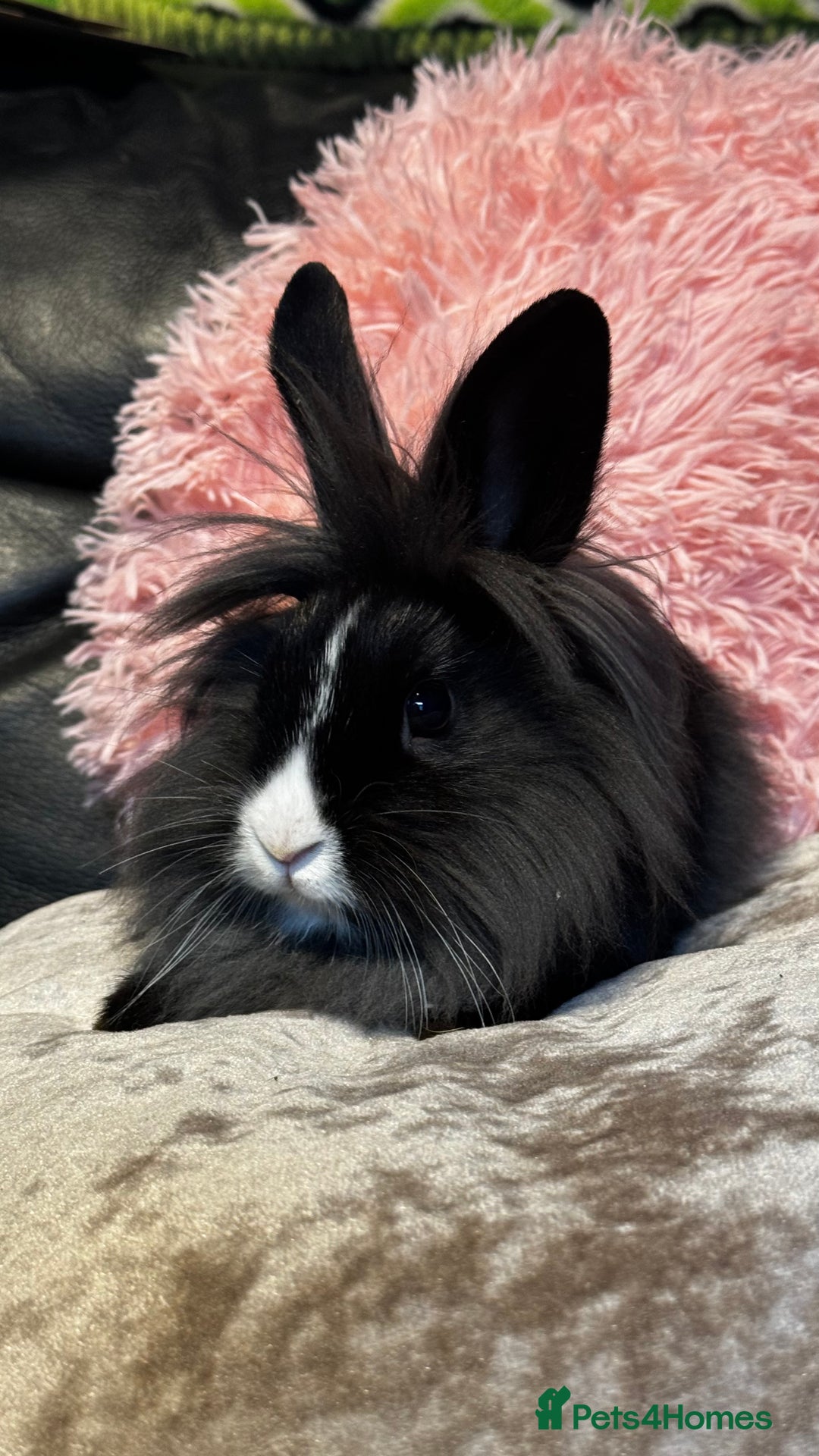 Mixed Breed rabbits for sale: Netherland dwarf and lionhead mixed bunnies - Image 1