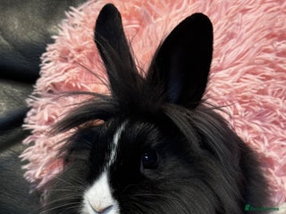 Mixed Breed rabbits - Advert 12