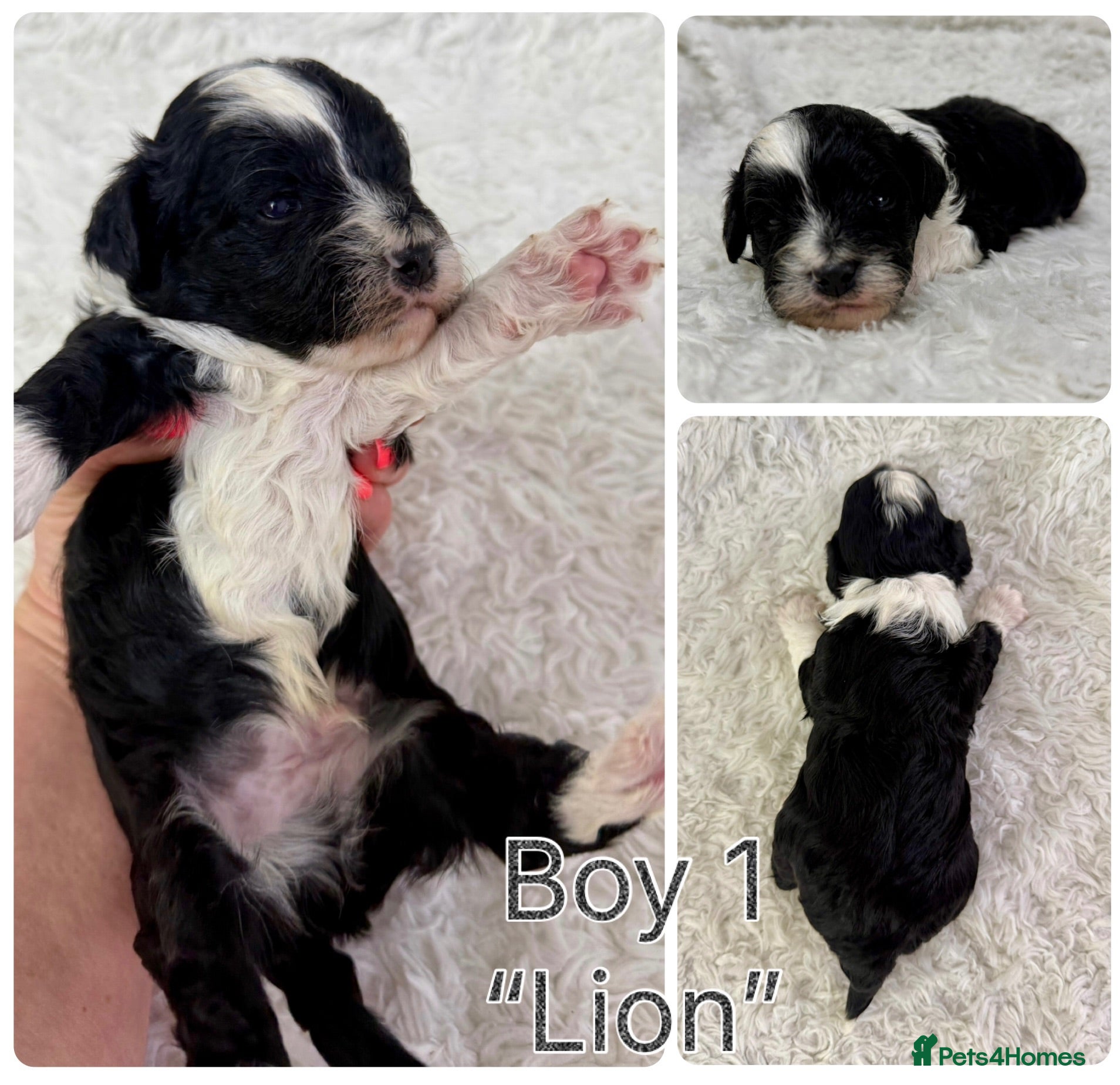 Mixed Breed dogs Stunning F1 parti Ttoodle pups ❤️Tibetan doodles❤️ - Advert 2