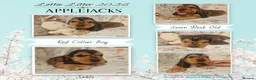 Cocker Spaniel dogs for sale: KC Pedigree Show Cocker Spaniel Puppies - Advert 3