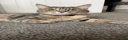 Mixed Breed cats for sale: Kittens looking for new homes. Mix breed  - Advert 4
