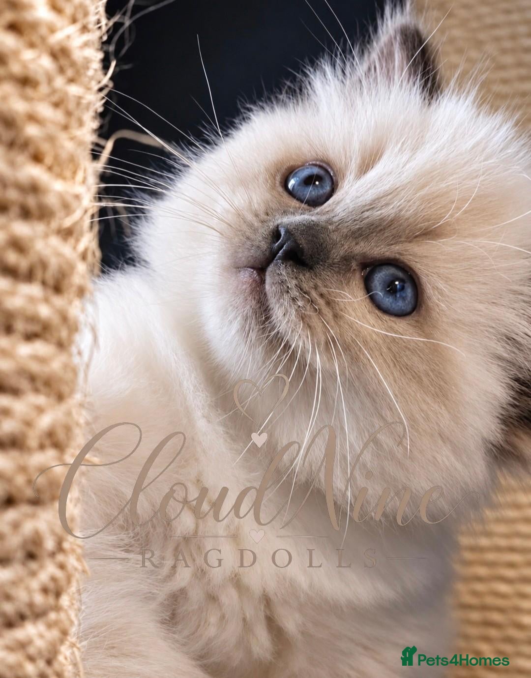 Ragdoll cats 🐾 READY NOW - LAST BOY - TICA-REGISTERED 🐾 - Advert 2