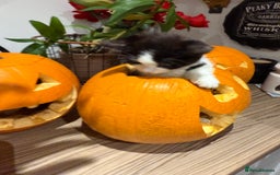 British Shorthair cats for sale: Kitten - Advert 3