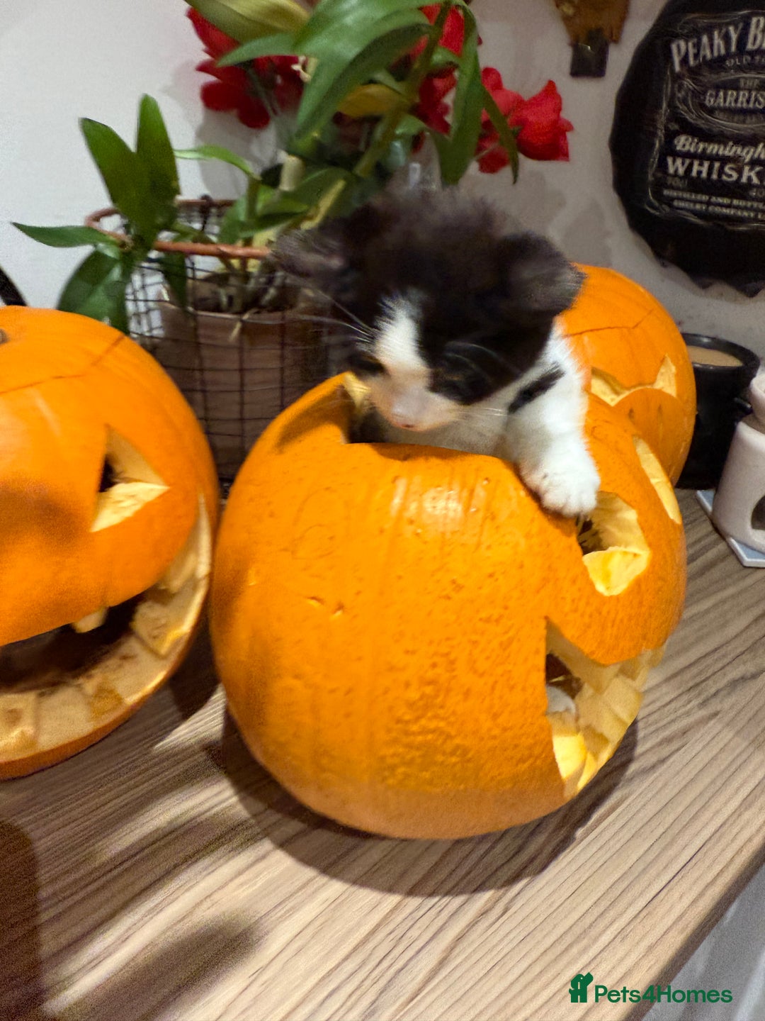 British Shorthair cats for sale: Kitten - Advert 3