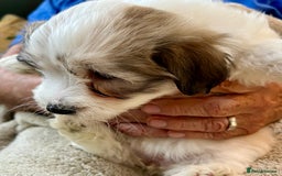 Coton De Tulear dogs for sale: Beautiful Coton de Tulear Puppies - Image 5