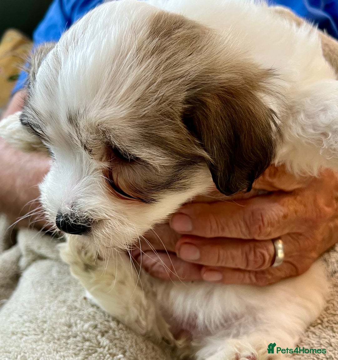 Coton De Tulear dogs for sale: Beautiful Coton de Tulear Puppies - Image 5