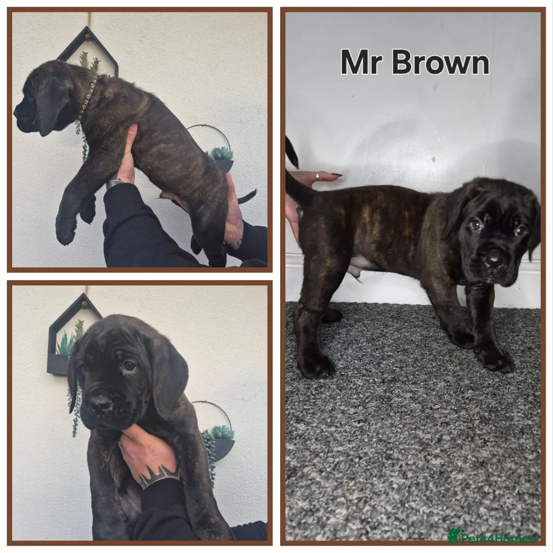 Cane Corso dogs for sale: ***REDUCED*** Cane Corso pups - Advert 11