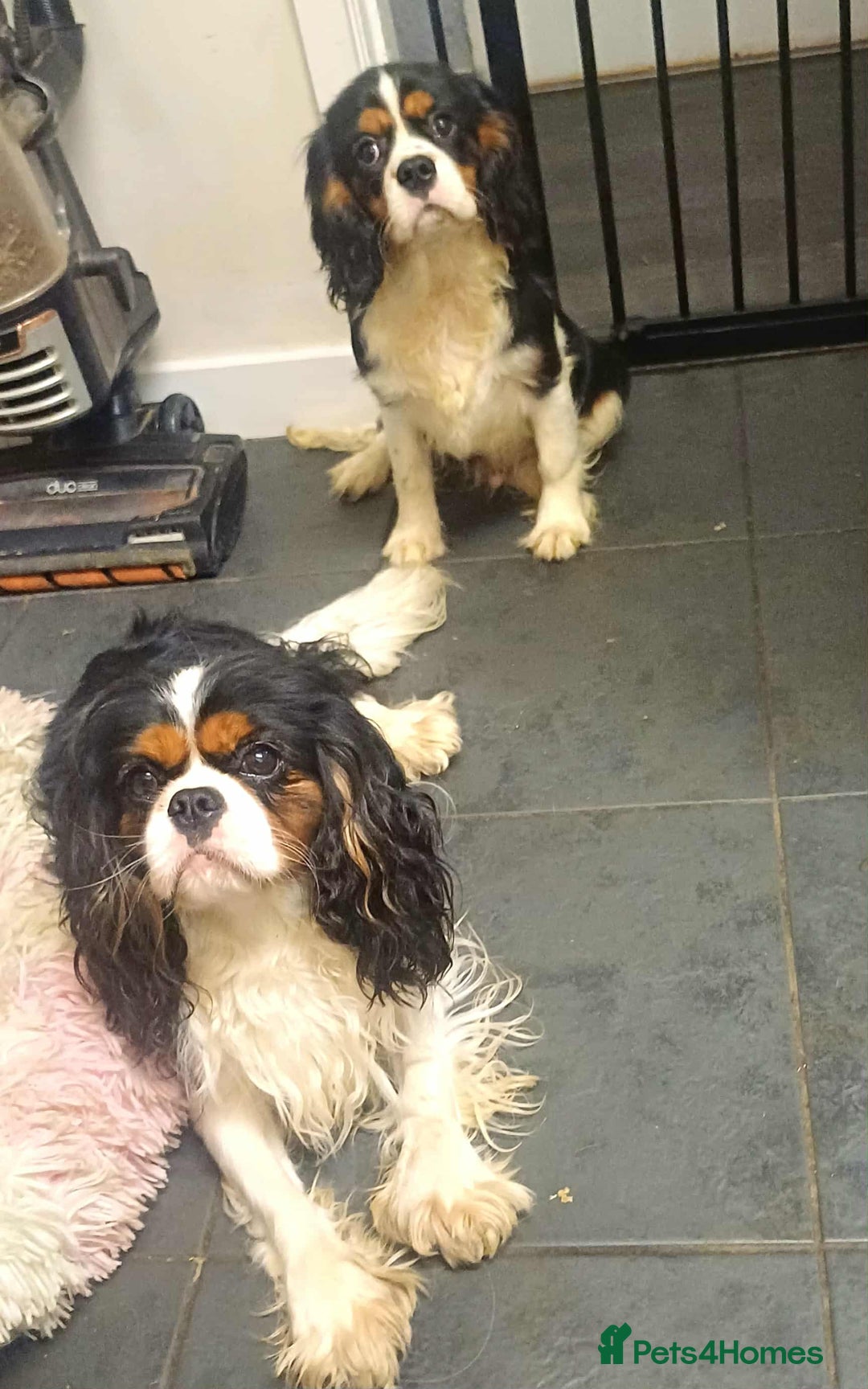 Cavalier King Charles Spaniel dogs for sale: *REDUCED last boy*Beautiful kc reg cavaliers - Advert 3