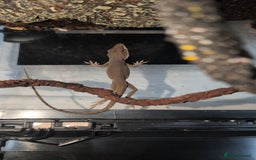 Anole reptiles for sale: Green anole + tank - Image 4