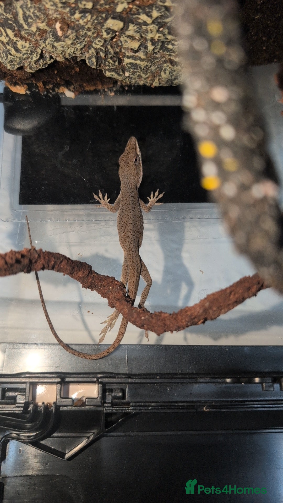 Anole reptiles for sale: Green anole + tank - Image 4