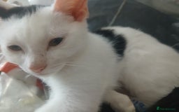 Domestic Shorthair cats for sale: 🐾 9 Beautiful Kittens - Image 3