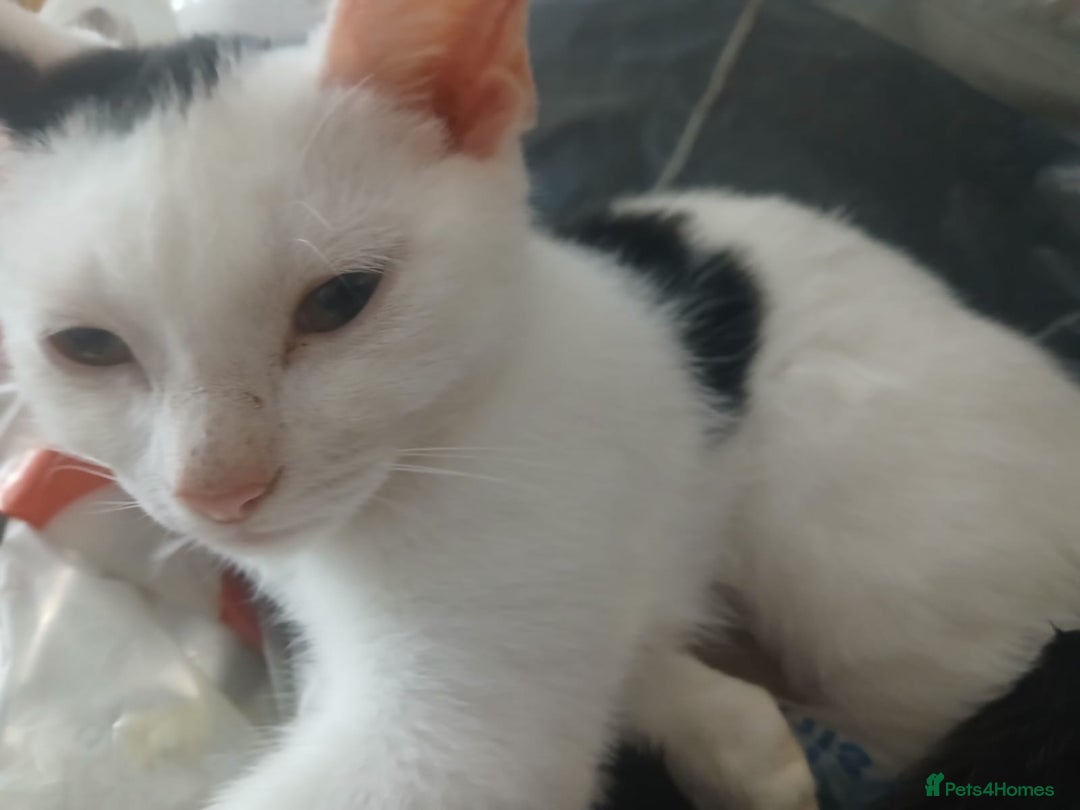 Domestic Shorthair cats for sale: 🐾 9 Beautiful Kittens - Image 3