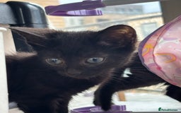 Domestic Shorthair cats for sale: Kittens for sale  - Image 16