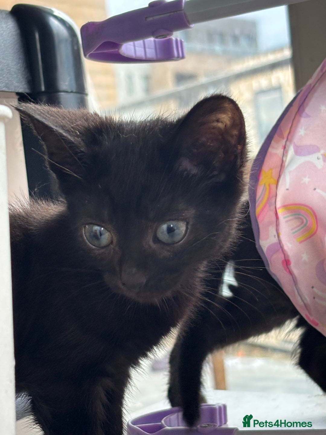 Domestic Shorthair cats for sale: Kittens for sale  - Image 16