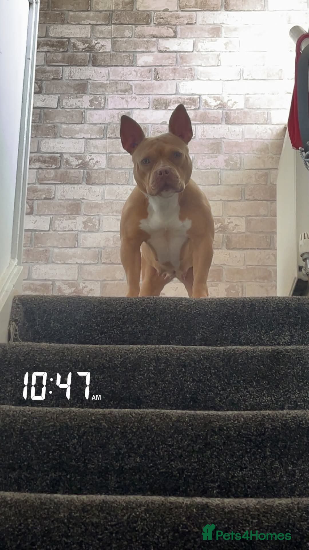 American Bulldog dogs for sale: Lu lu  - Image 4