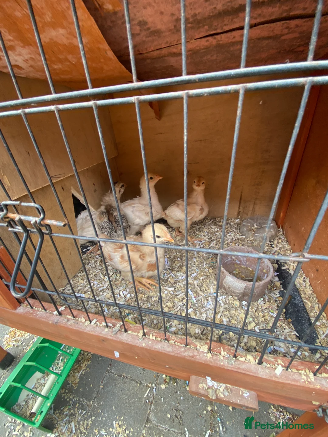 Chickens poultry for sale: Chicks for sale  in Waltham Cross - Advert 1