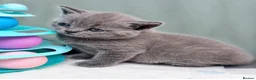 British Shorthair cats for sale: GCCF Beautiful British Shorthair Kittens for sale in Bolton - Advert 5
