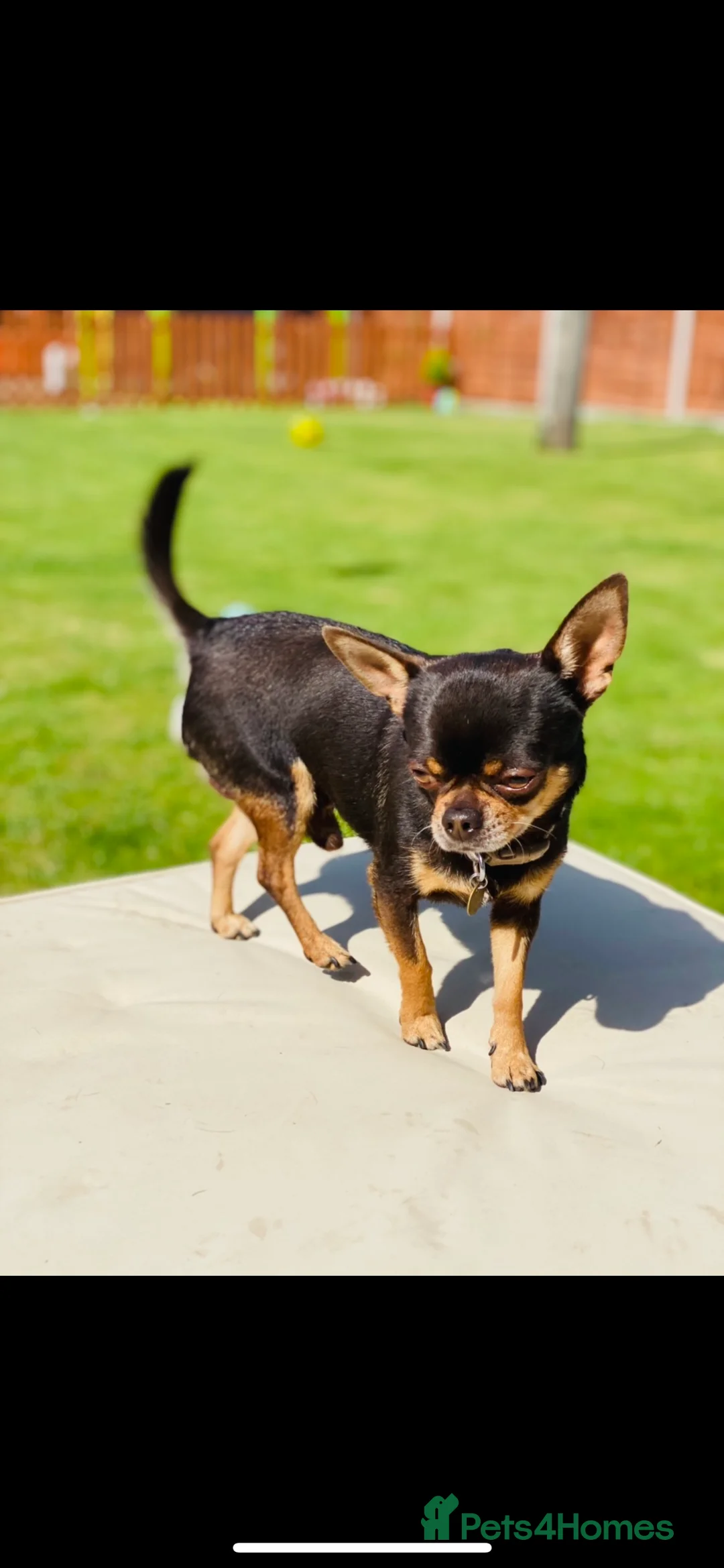 Chihuahua dogs for stud: small chihuahua stud only not for sale! chihuahua in Bury Saint Edmunds - Advert 7