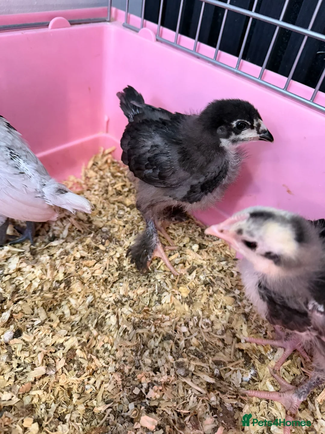 Chickens poultry for sale: 1 week to 4 weeks old chicks ,various breed  - Advert 2