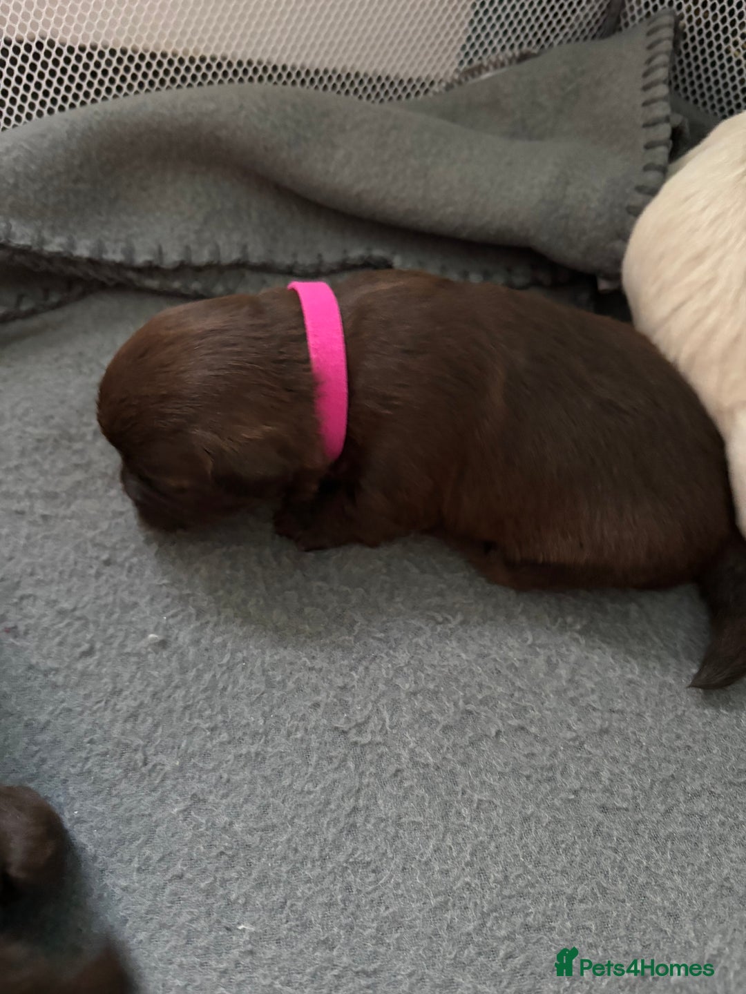 Mixed Breed dogs for sale: Shih Tzu x Labradoodle puppies - Image 4