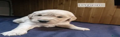 Golden Retriever Puppy 3