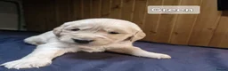 Golden Retriever dogs for sale: Stunning KC Golden Retriever Pups - Advert 6