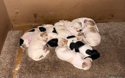 Pointer dogs for sale: Gorgeous English Pointers - Image 1