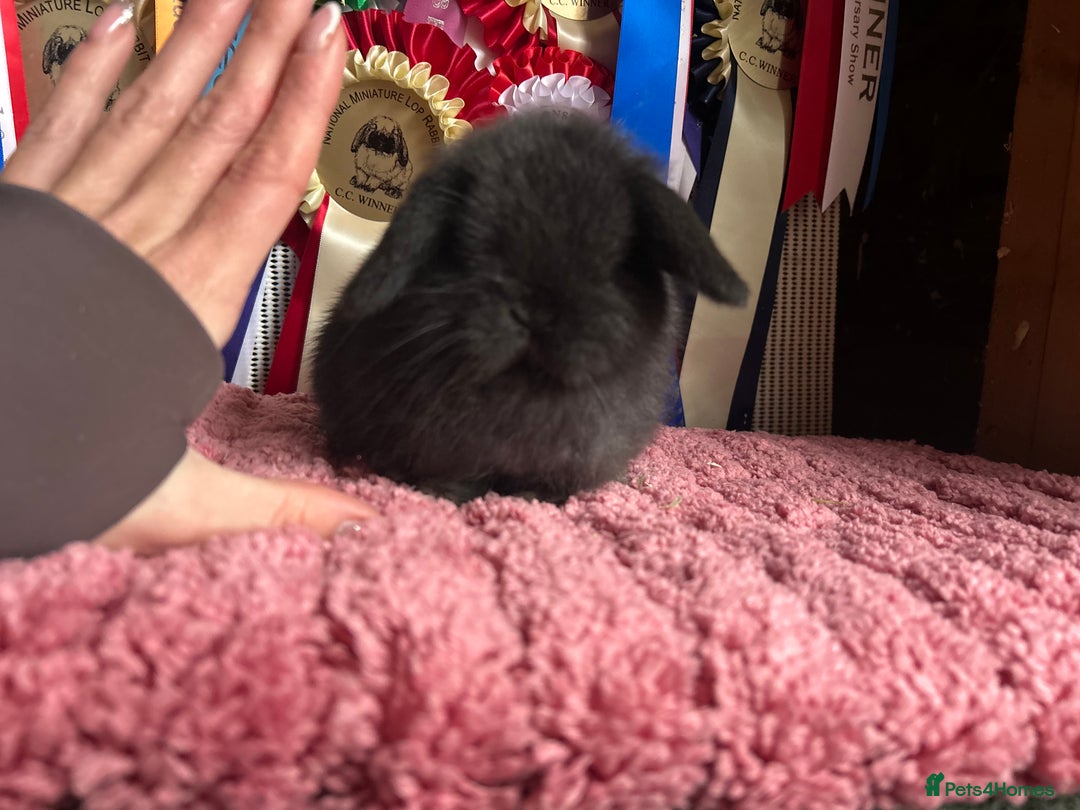 Mini Lop rabbits for sale: Vaccinated mini lop and lion lop babies - Advert 17