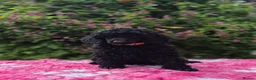 Miniature Poodle dogs for sale: Gorgeous Miniature Poodles - Advert 3