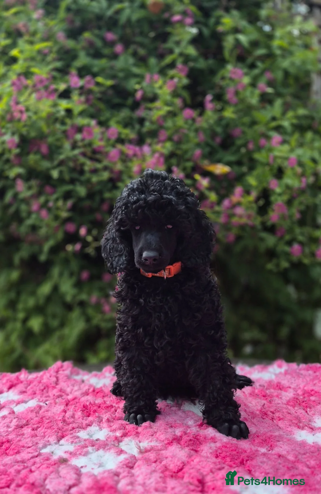 Miniature Poodle dogs for sale: Gorgeous Miniature Poodles - Advert 2