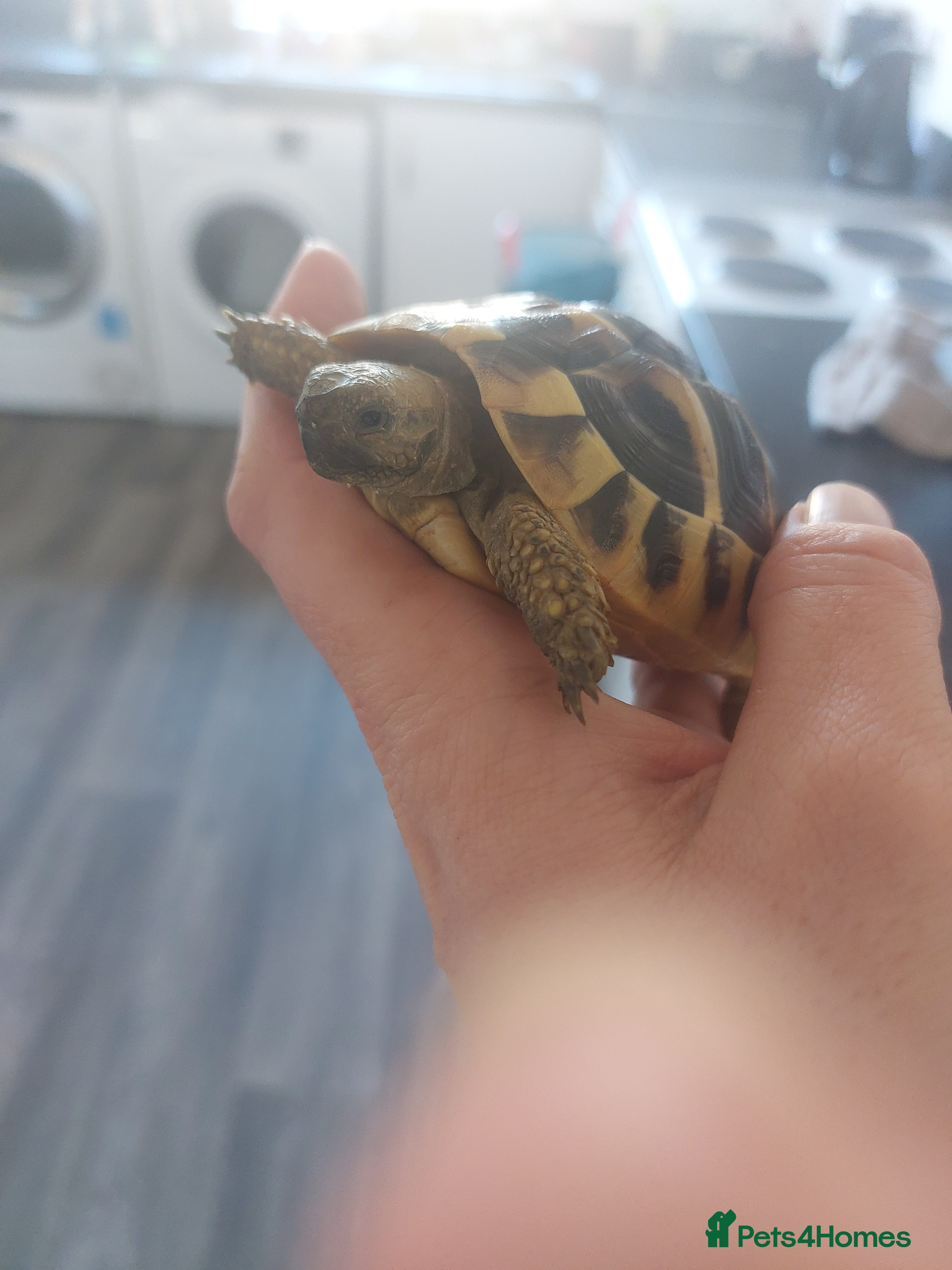 Tortoise reptiles Herman's  tortoises  - Advert 18