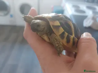 Tortoise reptiles Herman's tortoises - Advert 18