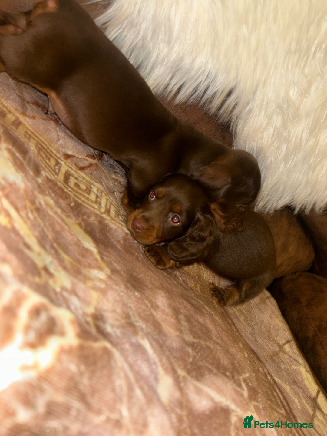 Miniature Dachshund dogs for sale: Miniature Dachshund Puppies - Advert 4