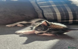 British Shorthair cats for sale: Brittish short hair cross main coon kittens - Image 14