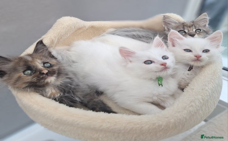 Maine Coon cats - Advert 2