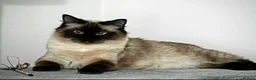 Ragdoll cats for sale: 2 beautiful seal point Ragdoll Kittens  - Advert 13