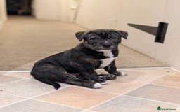 Mixed Breed dogs for sale: Two beautiful Staffy x Husky puppies  - Image 27