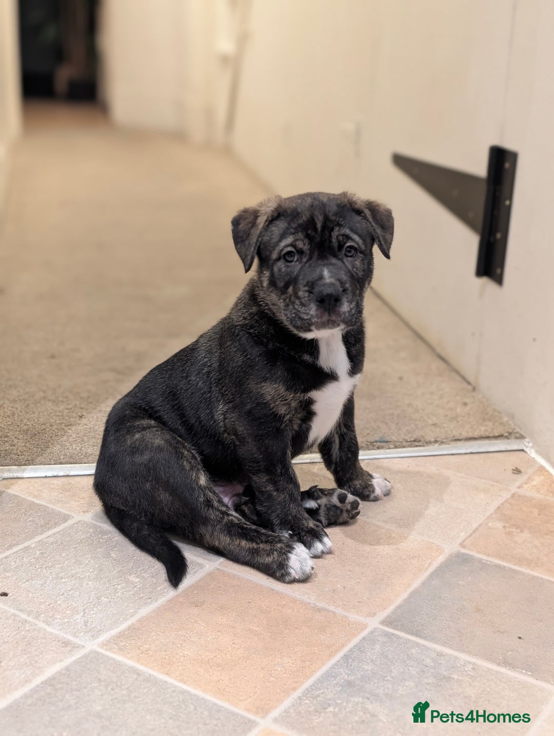 Mixed Breed dogs for sale: Two beautiful Staffy x Husky puppies  - Image 27