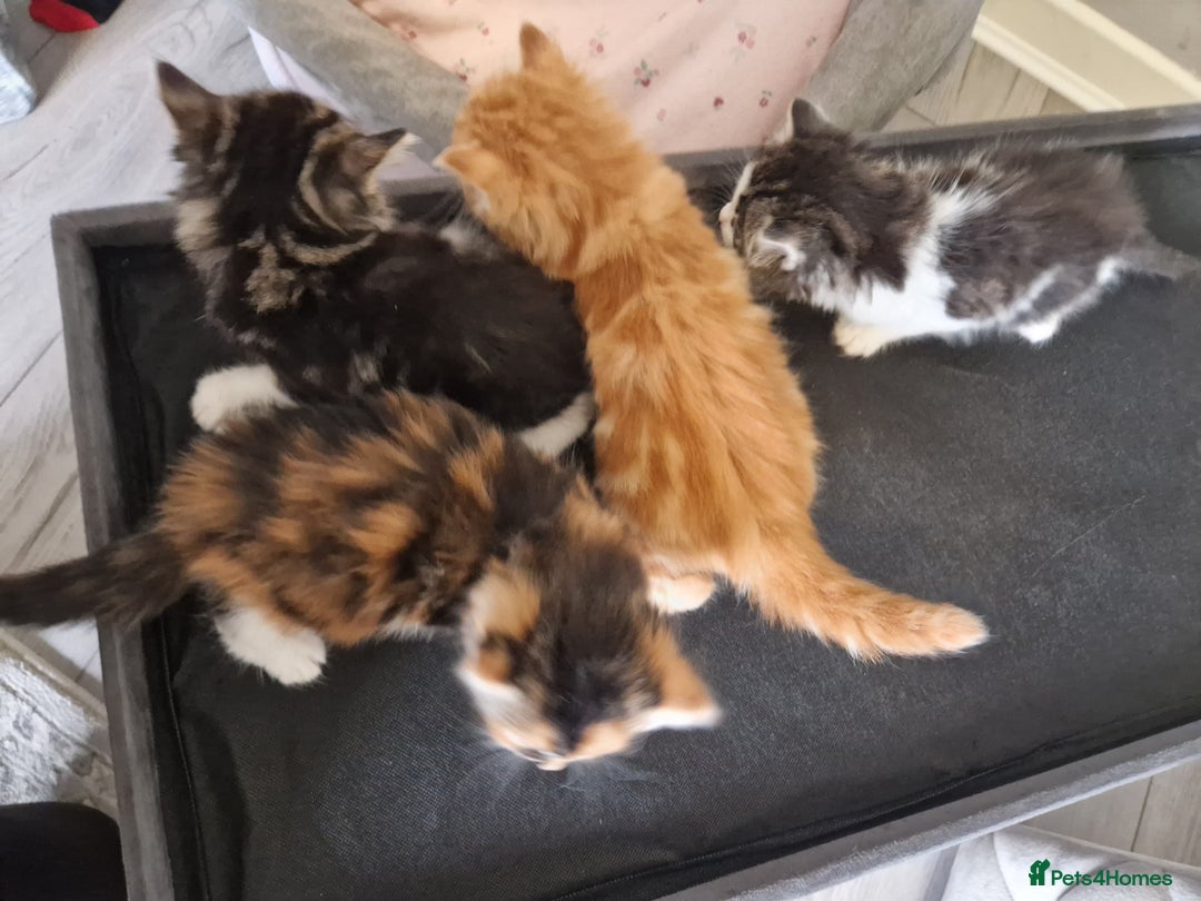 British Longhair cats for sale: Beautiful Fluffy kittens 3 Male 1 Female  - Image 11