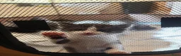 Mixed Breed cats for sale: Kittens For Sale - Advert 5