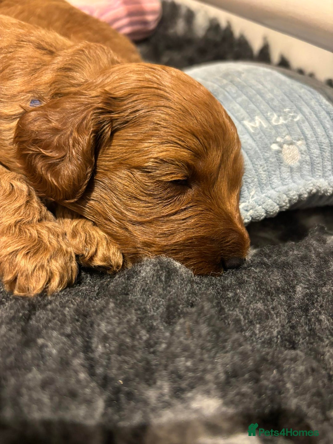 Cockapoo dogs for sale: Stunning Fox Red F1B Cockapoos Outstanding Quality - Image 12