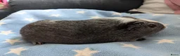 Guinea Pig rodents for sale: Guinea pigs boars and sows available  - Advert 11