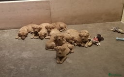 Labrador Retriever dogs for sale: Finding a home for Nemo - Advert 2